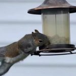 Soliom Smart Bird Feeder Full Setup Guide