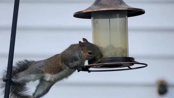 Soliom Smart Bird Feeder Full Setup Guide